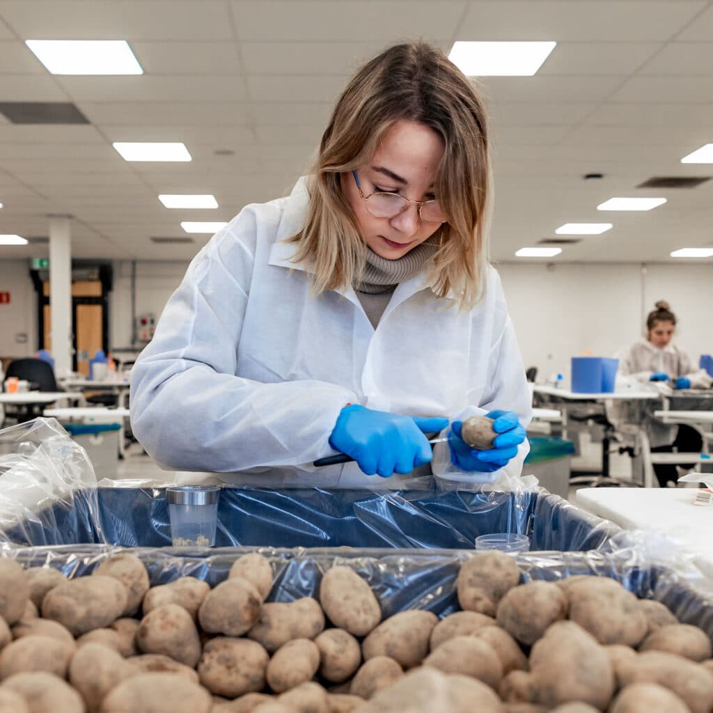 Laboratoriummedewerker onderzoekt aardappelen tijdens kwaliteitsonderzoek