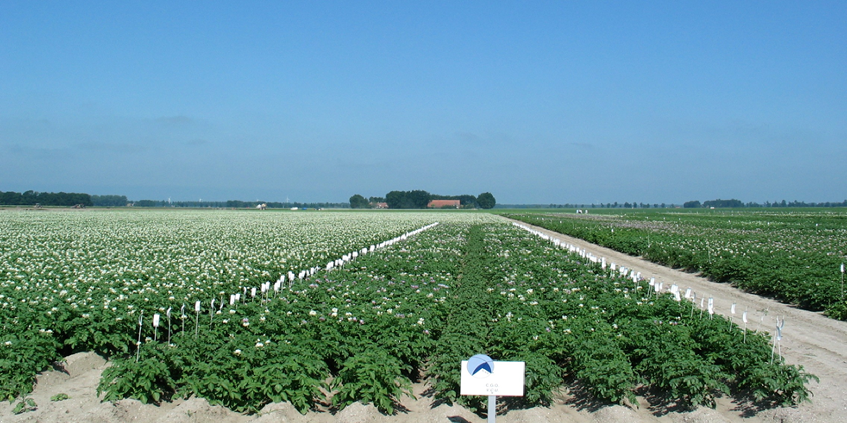 Aardappel-nakveld-1