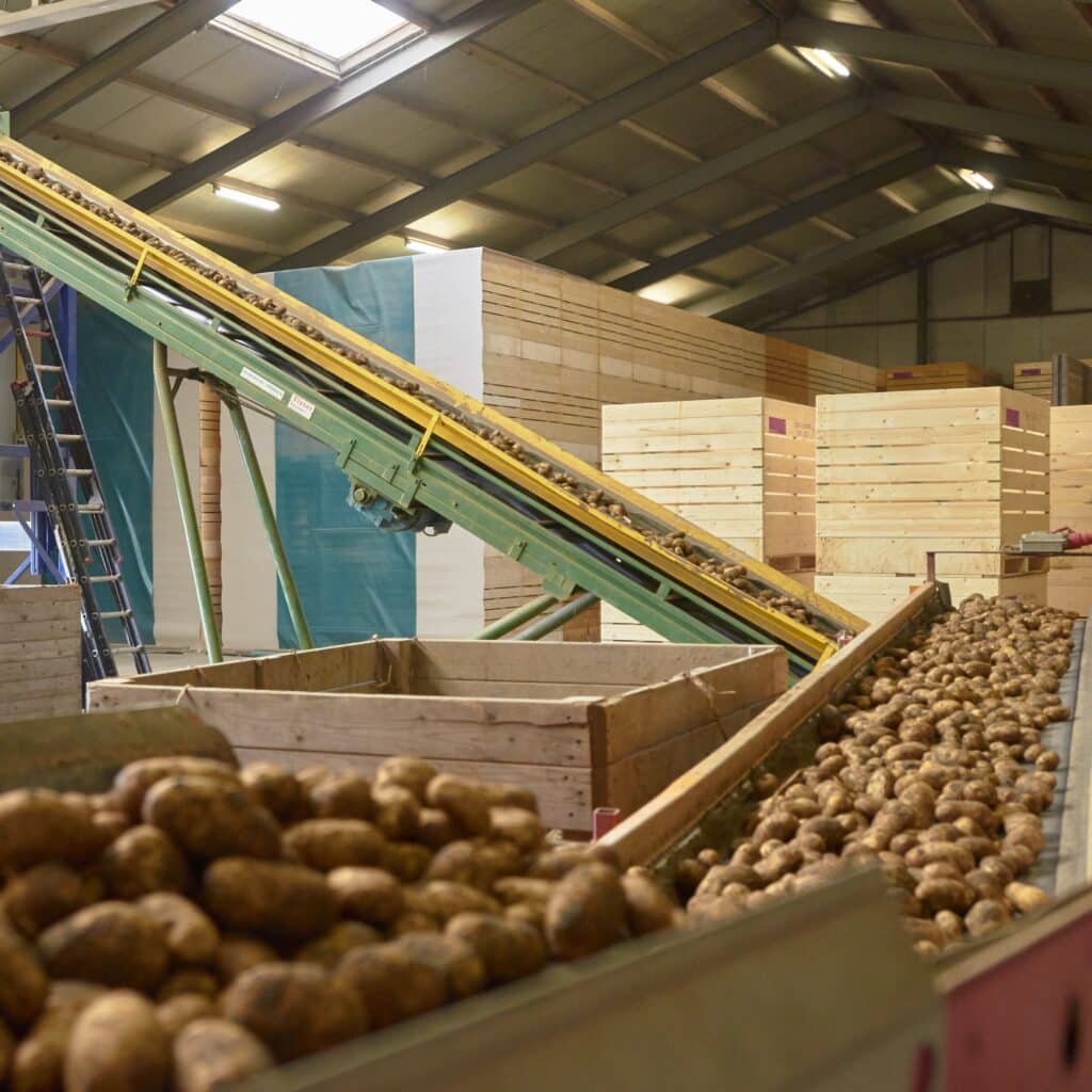 Aardappelen op de band in de schuur