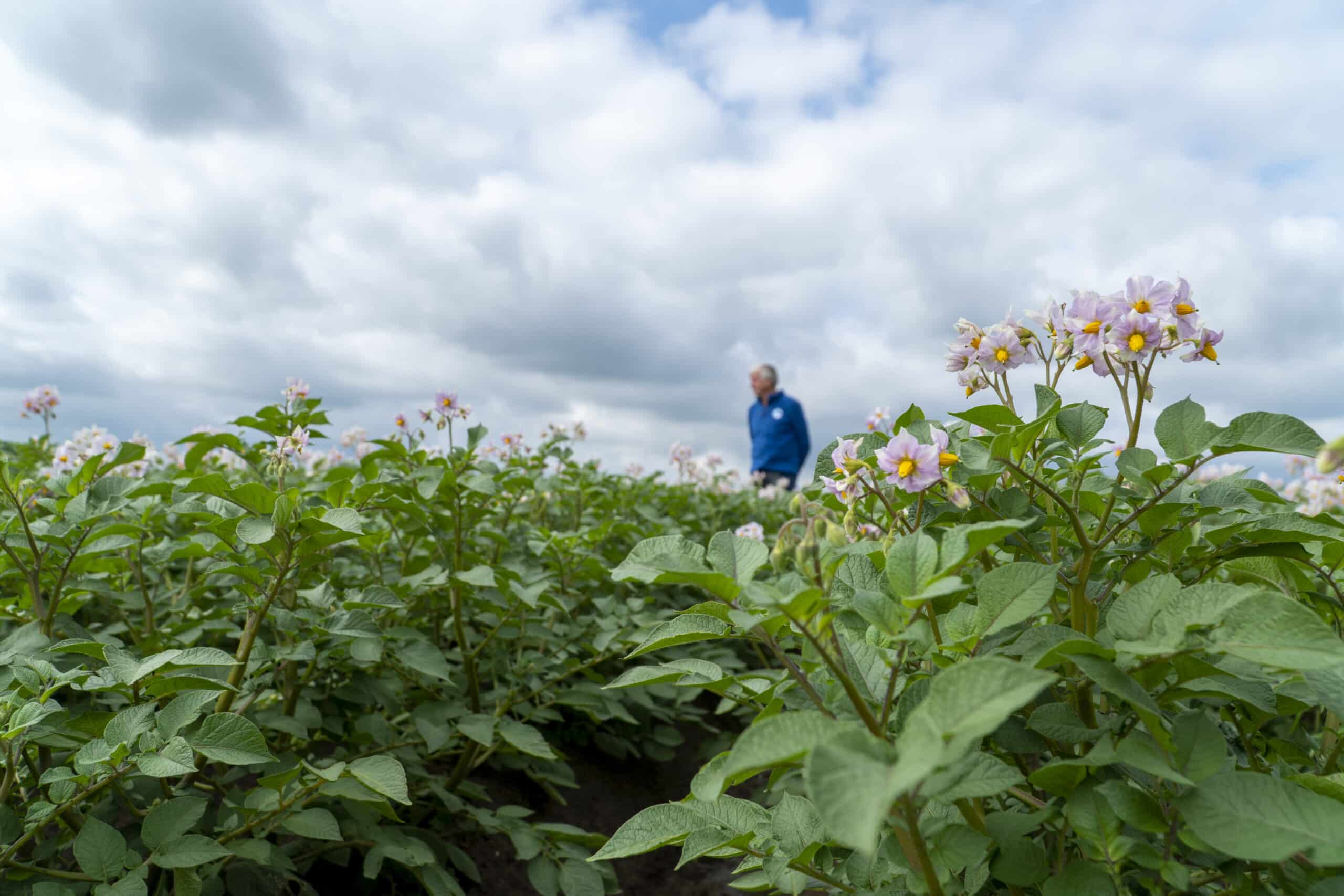 Keurmeester keurt aardappelveld, paarse bloem in voorgrond
