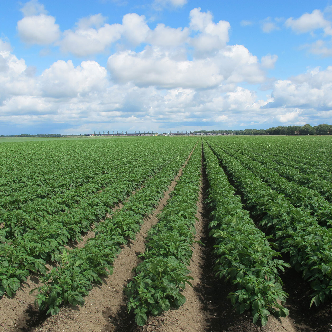Aardappelveld