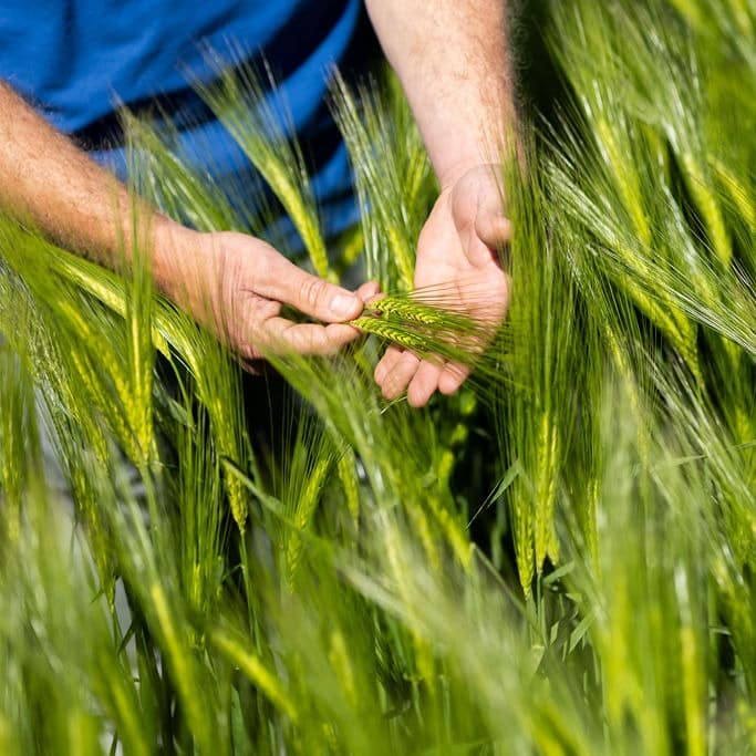 Handen inspecteren een aar in een graanveld.