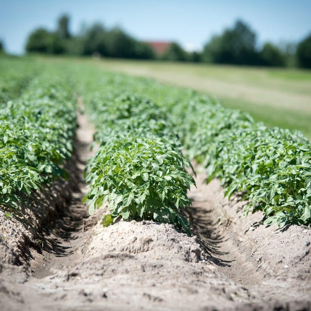 Jong aardappelgewas