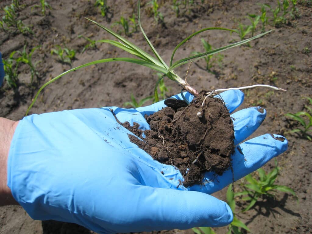 Knolcyperus