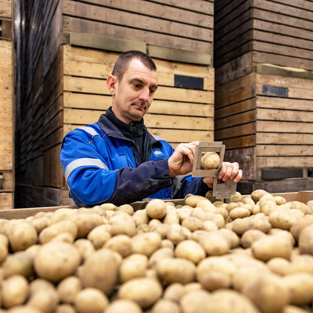 Medewerker meet aardappel tijdens kwaliteitscontrole