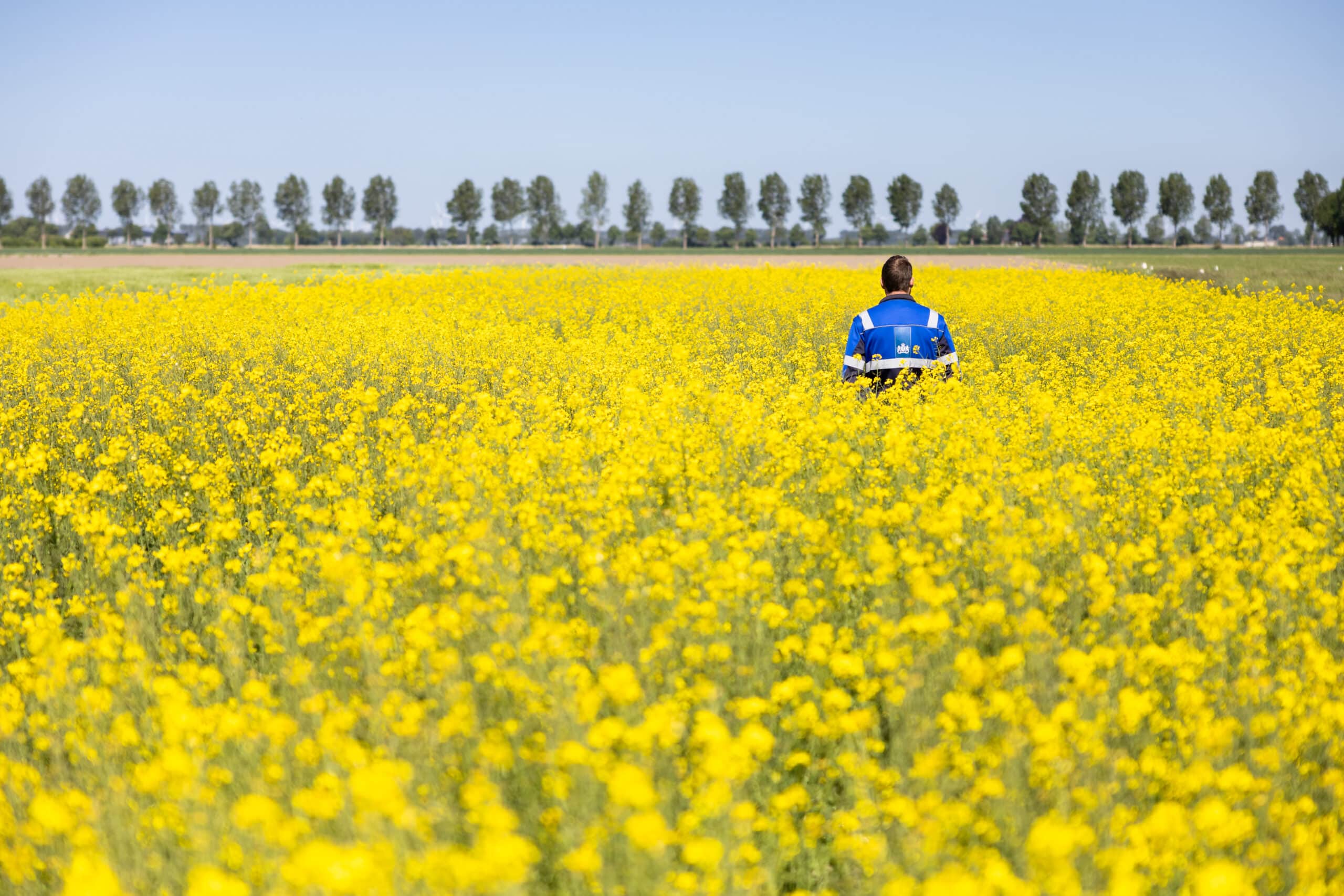Keurmeester loopt door veld met koolzaad