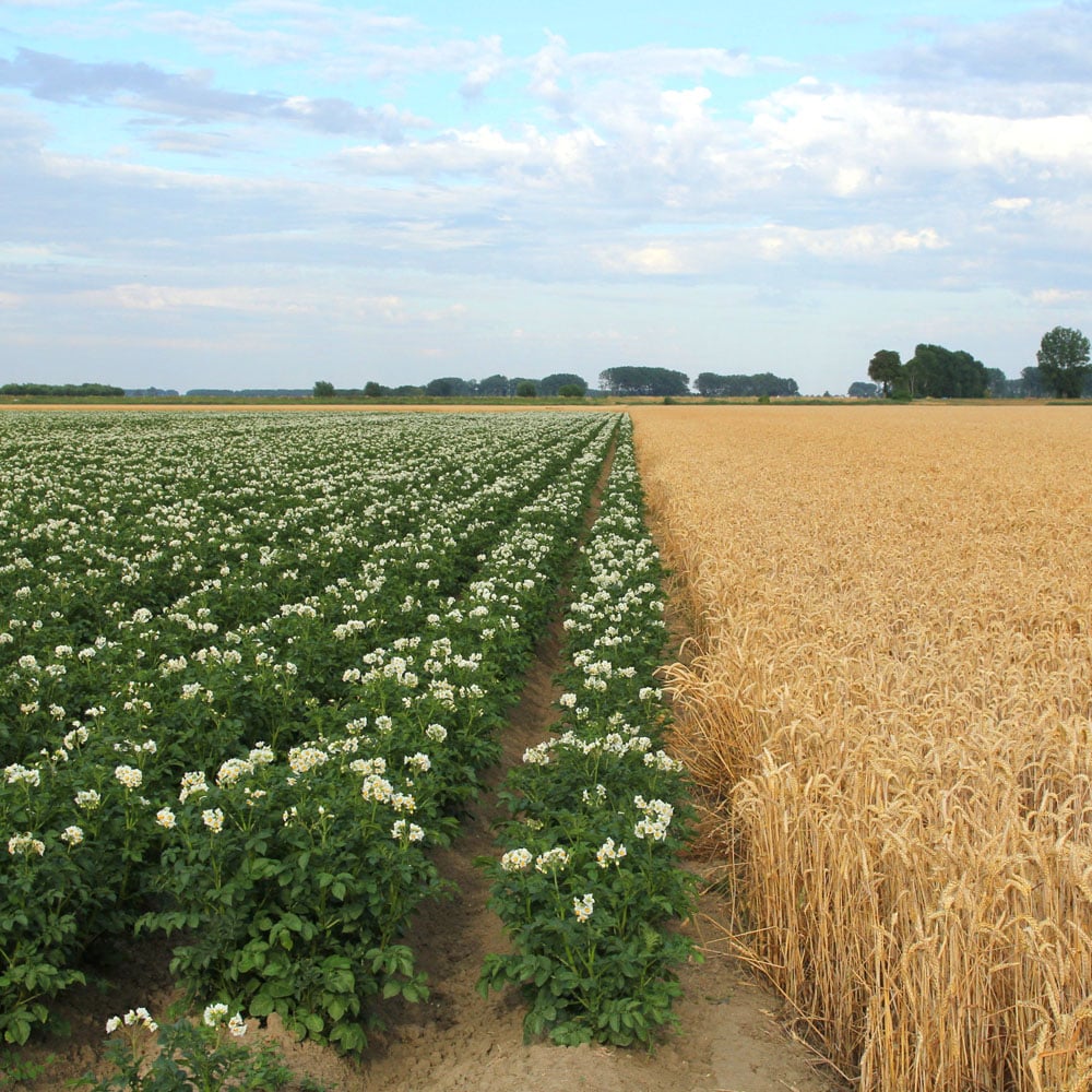 Veld net bloeiende aardappelplanten naast rijpend graan onder blauwe lucht