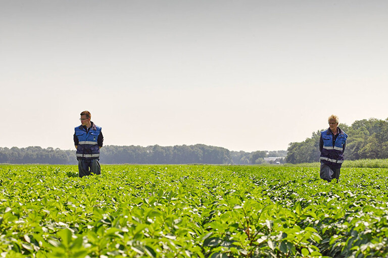Twee veldkeurders lopen door een groen aardappelveld tijdens inspectie