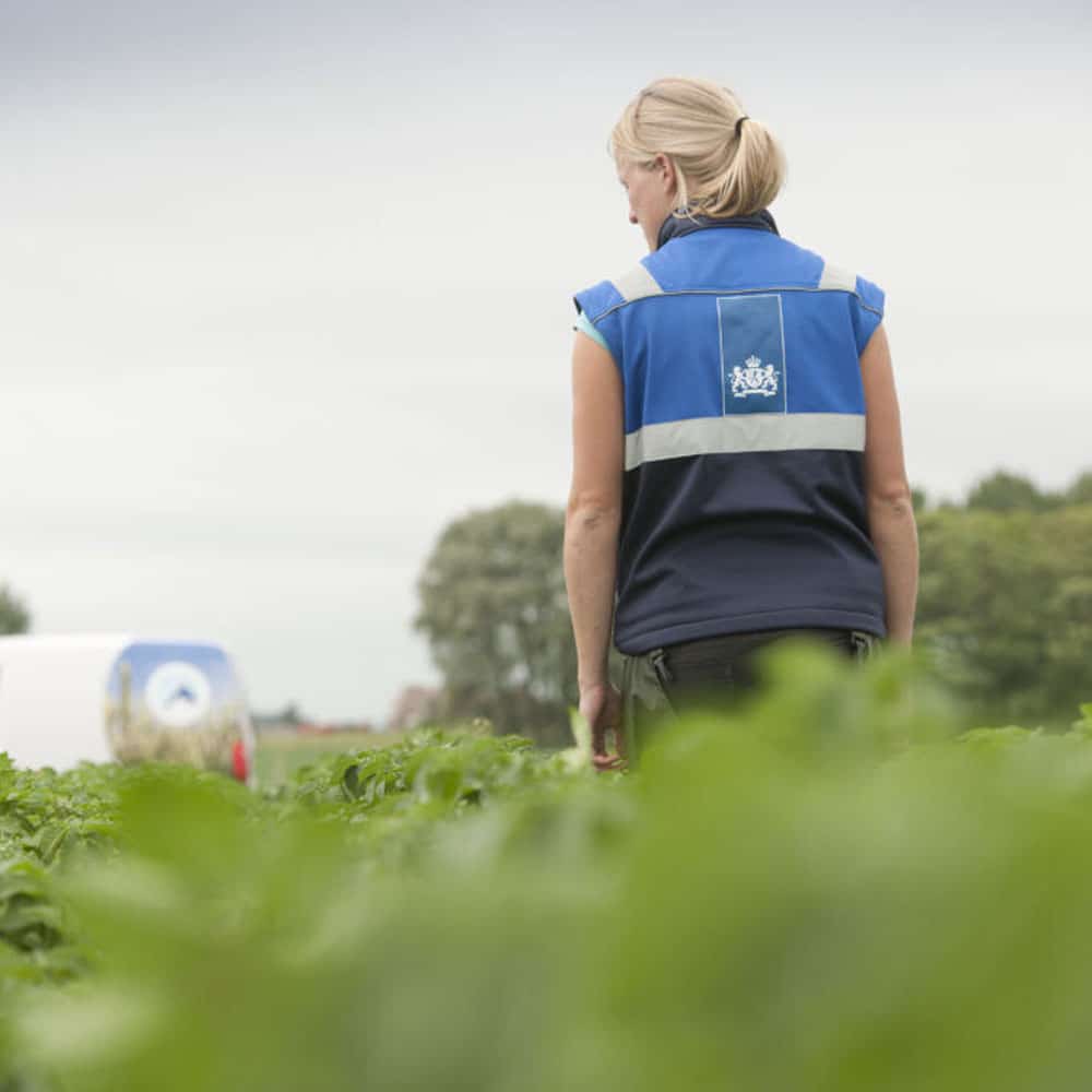 NAK-medewerker inspecteert gewas op landbouwveld tijdens veldkeuring