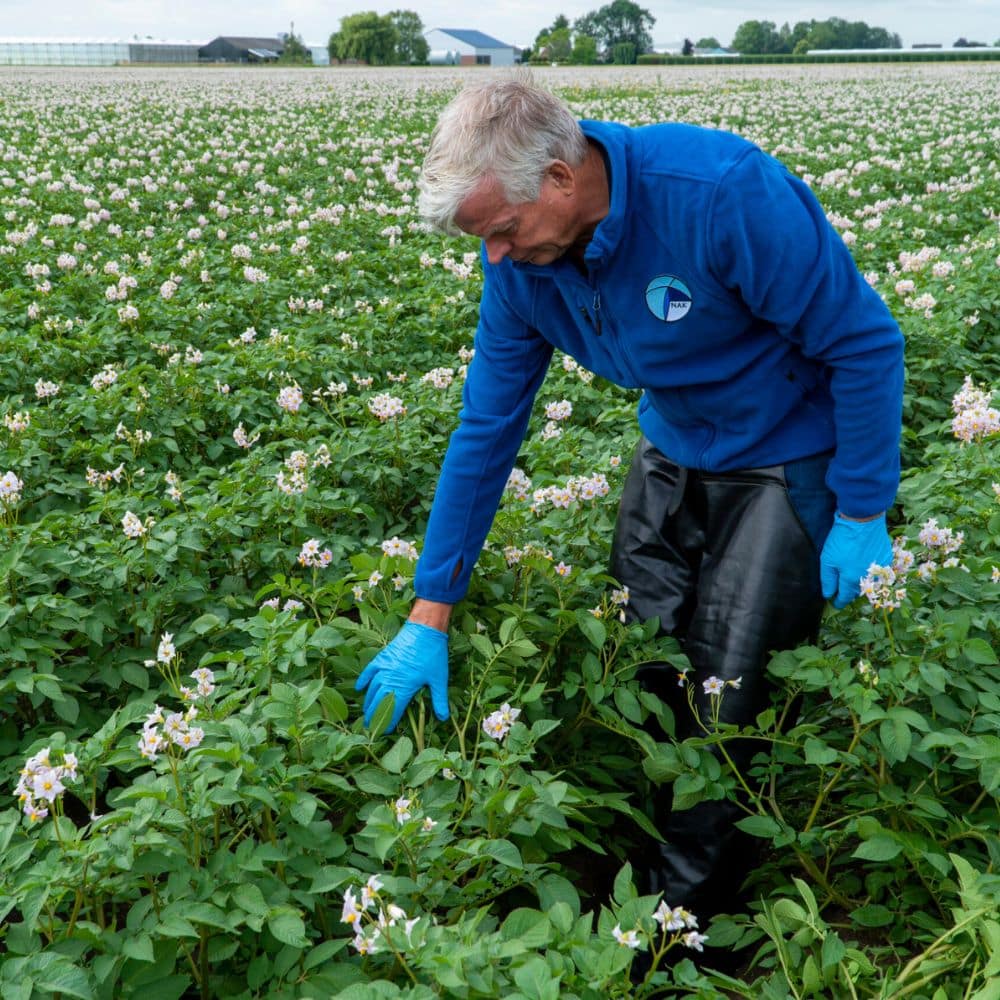 NAK-medewerker inspecteert aardappelplanten tijdens het aanhangend grondonderzoek voor exportkeuring