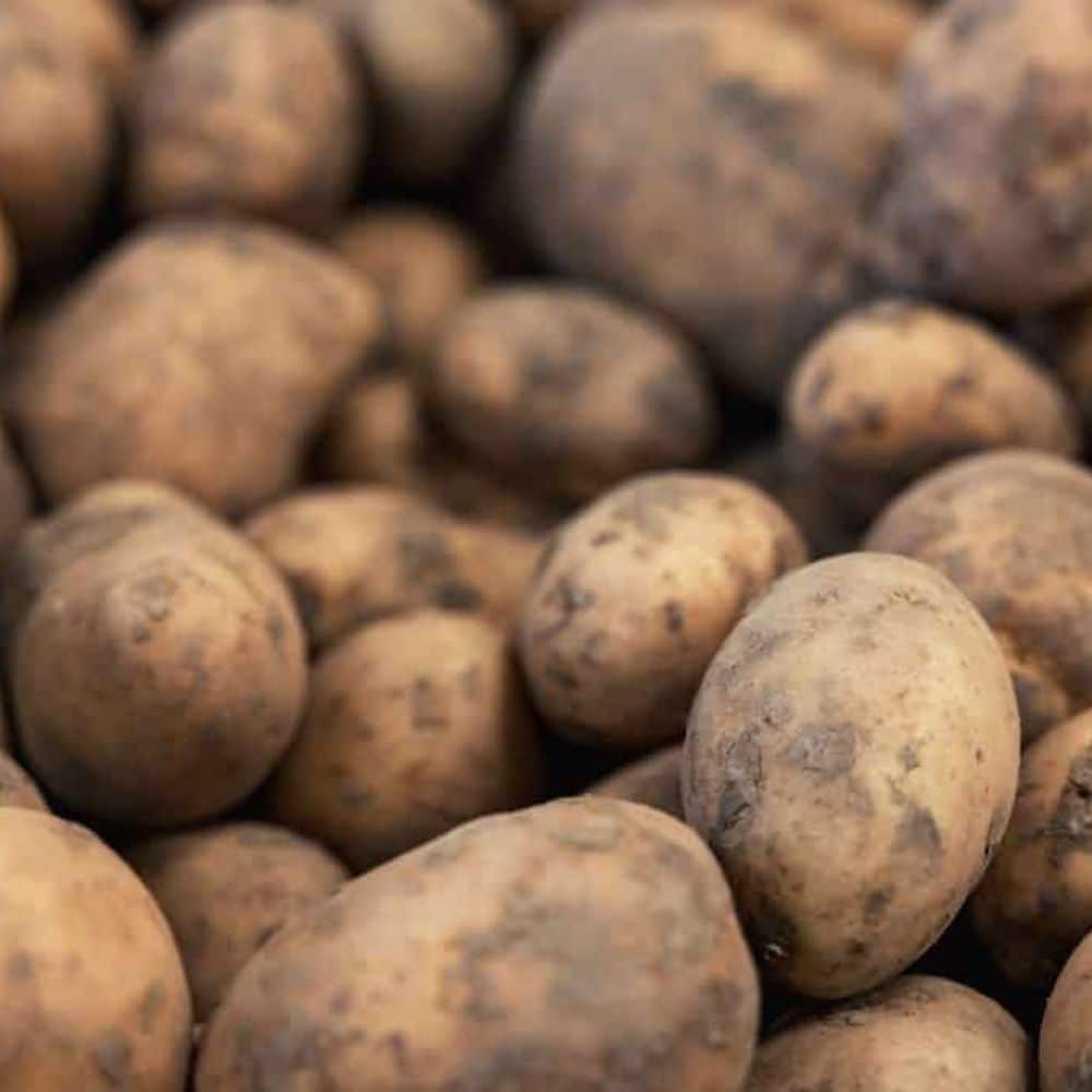 Vers geoogste aardappelen