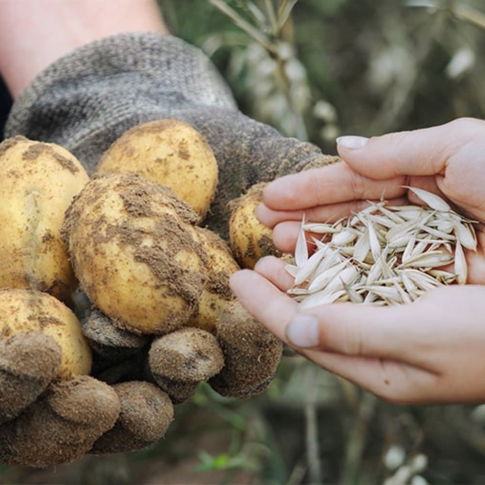 Boer met werkhandschoenen houdt aardappelen vast, tegenover handen met zaden als symbool voor teelt en oogst