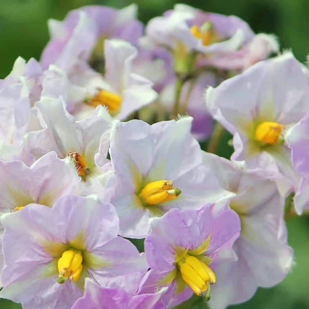 Paarse bloemen