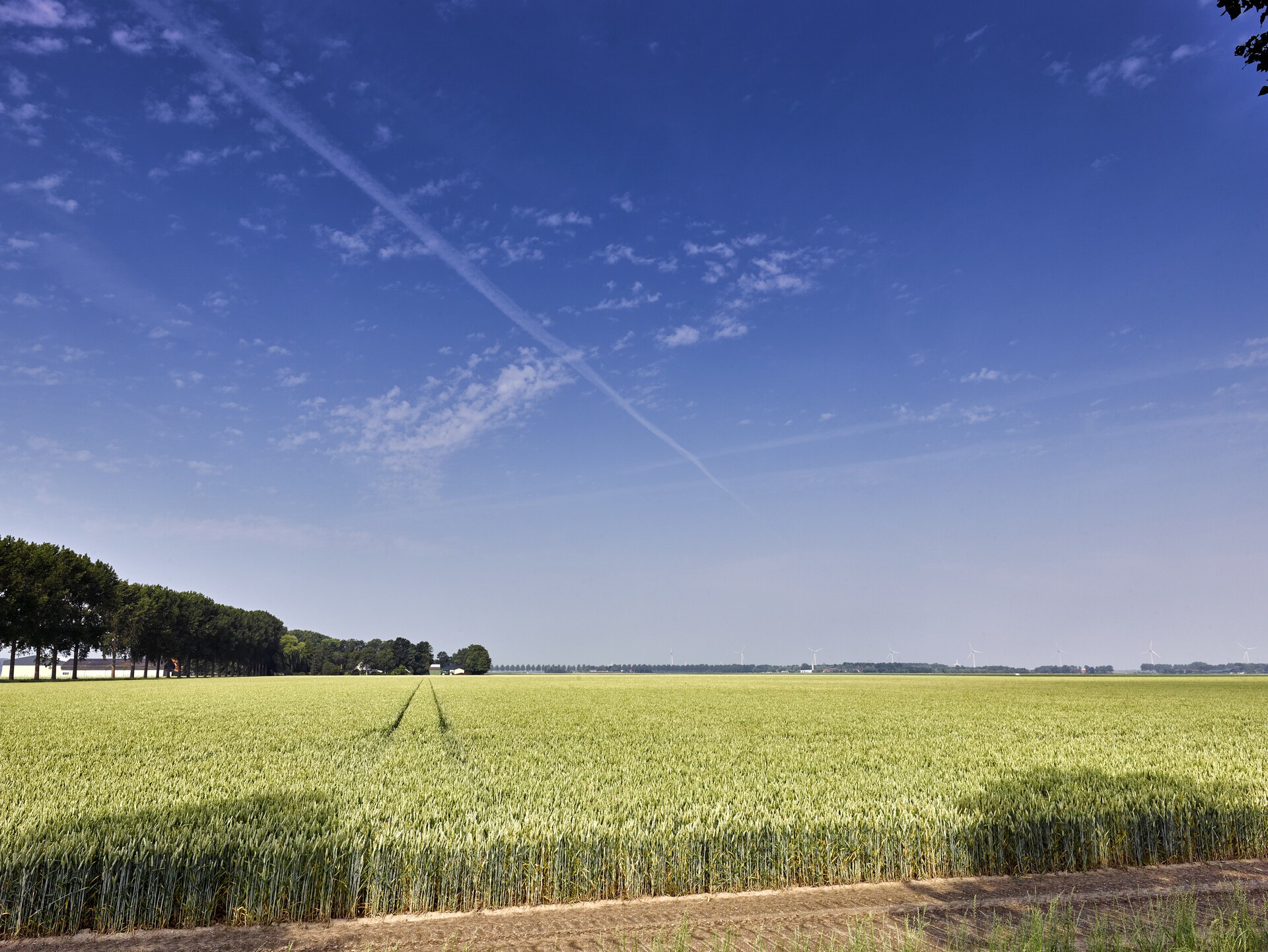 veldkeuring-granen