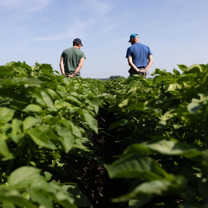 Twee personen lopen door een aardappelveld tijdens veldinspectie
