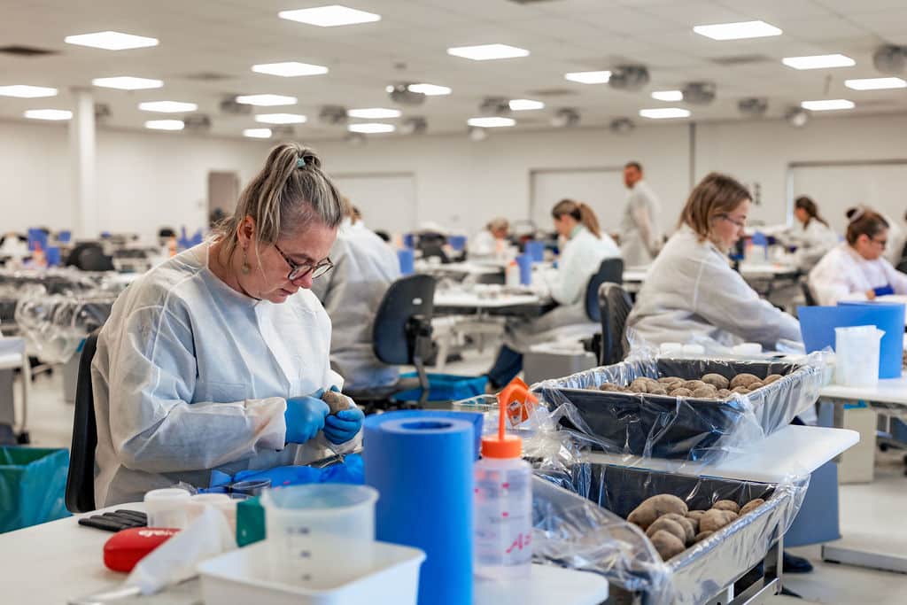 Medewerkers voeren nacontrole uit op aardappelmonsters in het laboratorium van de NAK